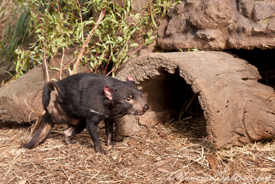 Australia, Victoria, Melbourne, A day in Melbourne Zoo, , 