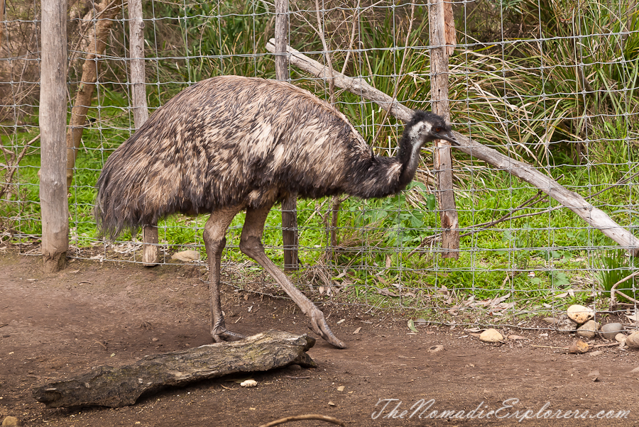 Australia, Victoria, Melbourne, A day in Melbourne Zoo, , 