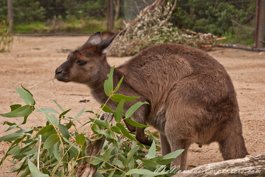 Australia, Victoria, Melbourne, A day in Melbourne Zoo, , 
