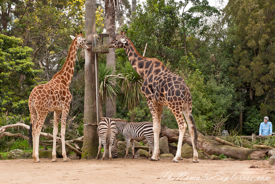 Australia, Victoria, Melbourne, A day in Melbourne Zoo, , 