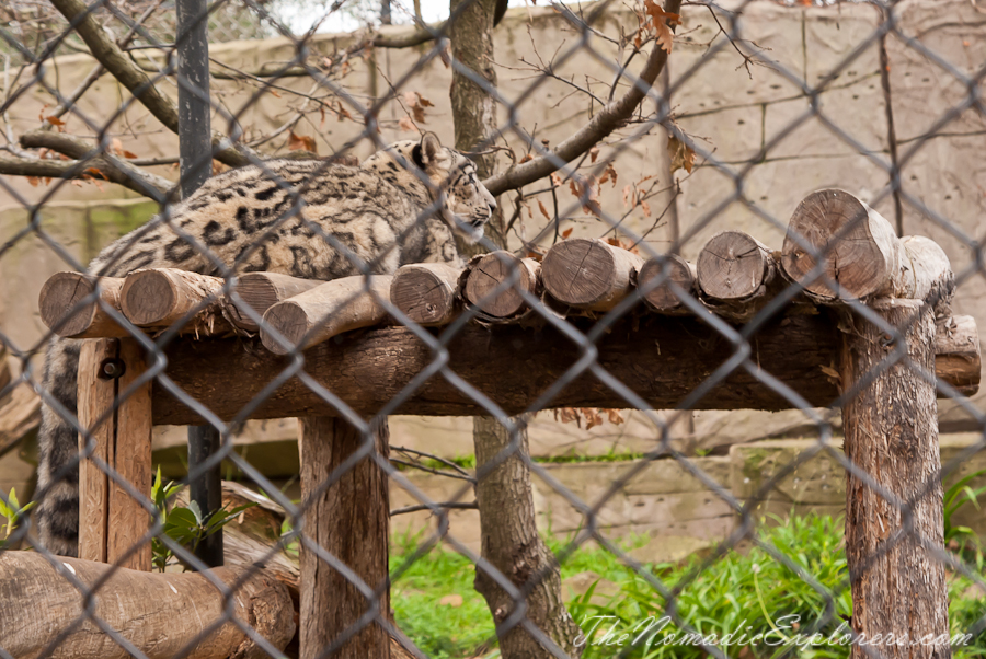 Australia, Victoria, Melbourne, A day in Melbourne Zoo, , 