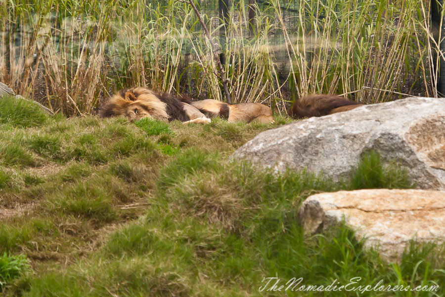 A day in Melbourne Zoo | The Nomadic Explorers | Australian Travel Blog