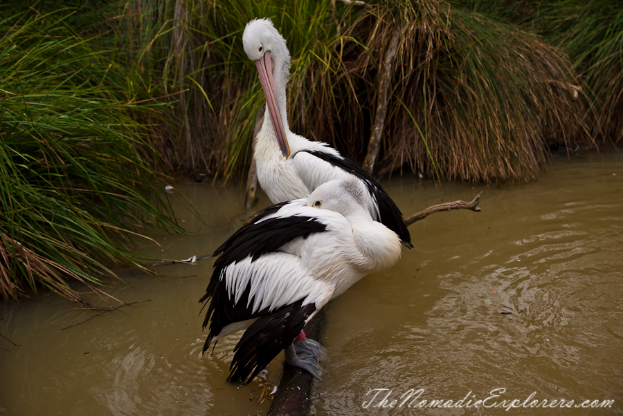 Australia, Victoria, Melbourne, A day in Melbourne Zoo, , 