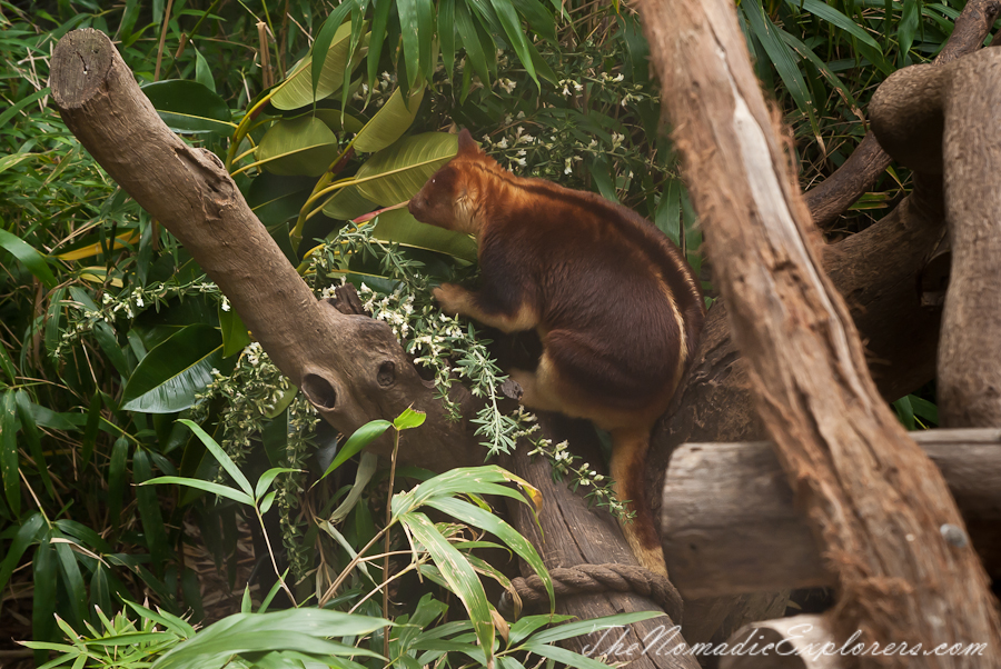 Australia, Victoria, Melbourne, A day in Melbourne Zoo, , 