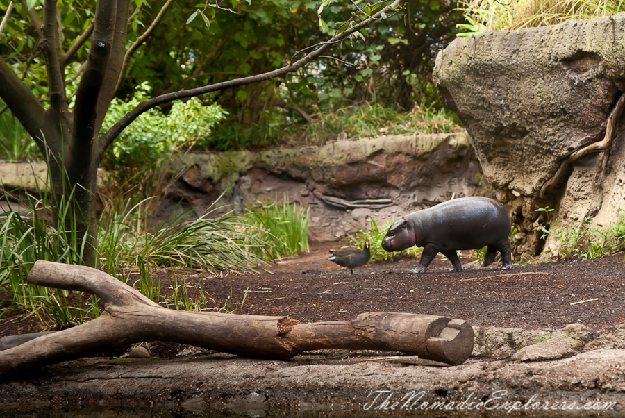 Australia, Victoria, Melbourne, A day in Melbourne Zoo, , 