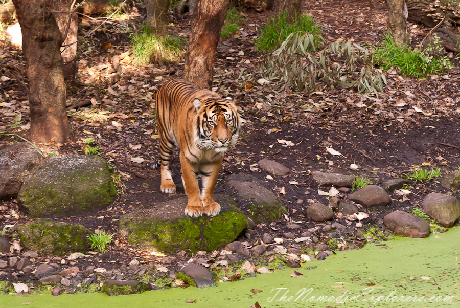 Australia, Victoria, Melbourne, A day in Melbourne Zoo, , 