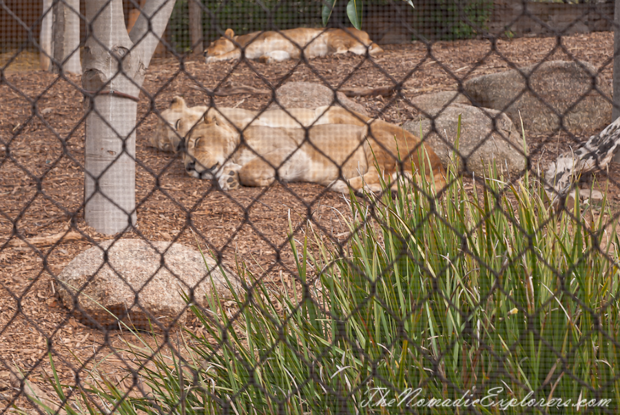 Australia, Victoria, Melbourne, Werribee Open Range Zoo: Lets Go Safari, , 