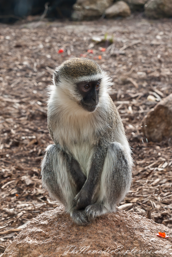 Australia, Victoria, Melbourne, Werribee Open Range Zoo: Lets Go Safari, , 