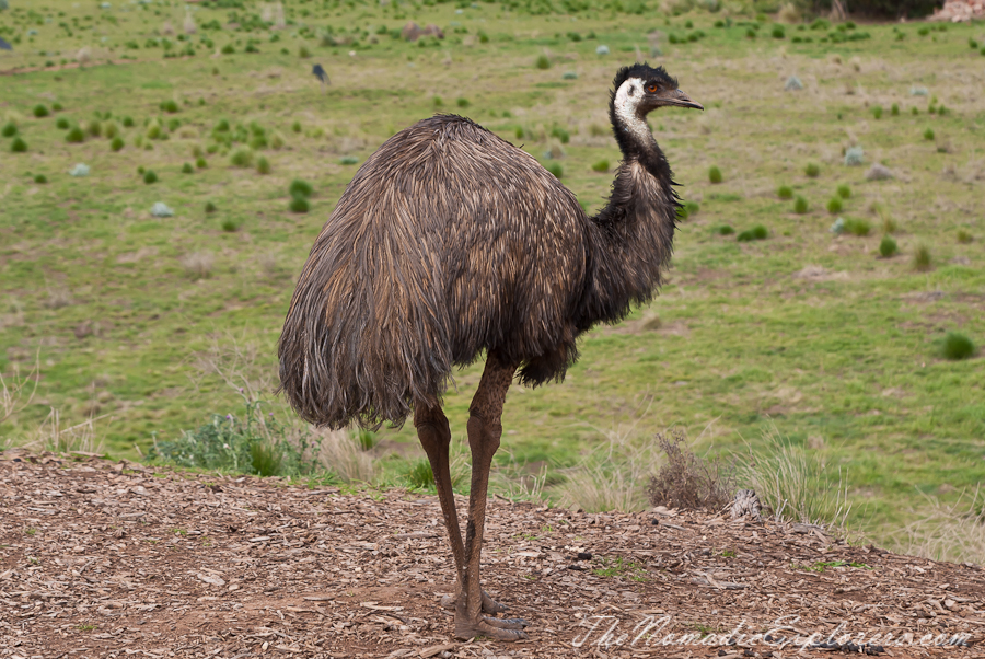 Australia, Victoria, Melbourne, Werribee Open Range Zoo: Lets Go Safari, , 