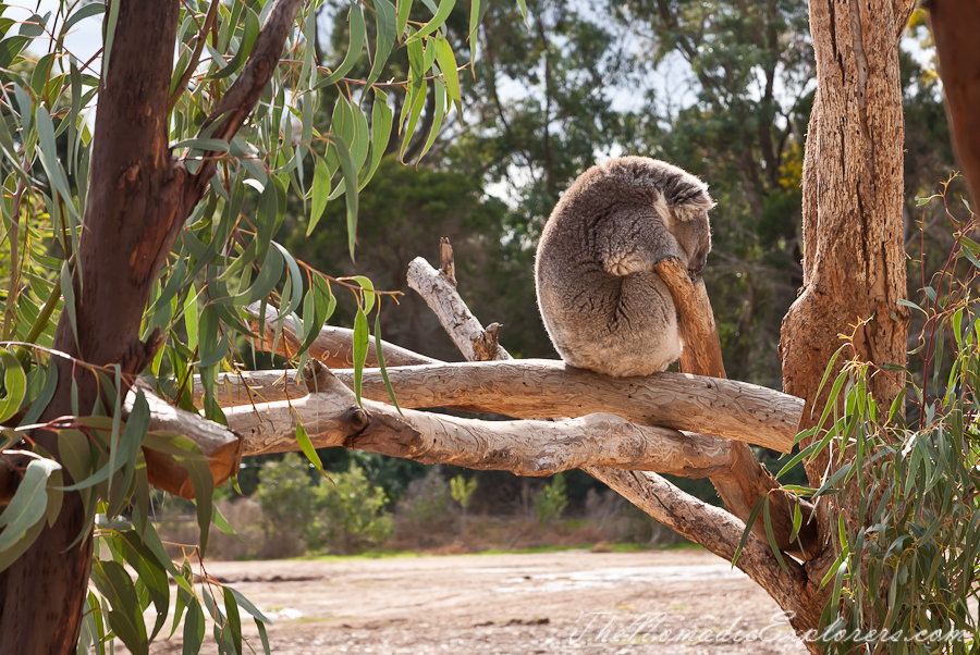 Australia, Victoria, Melbourne, Werribee Open Range Zoo: Lets Go Safari, , 