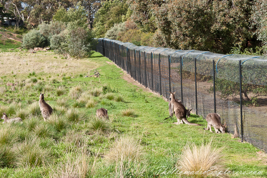 Australia, Victoria, Melbourne, Werribee Open Range Zoo: Lets Go Safari, , 
