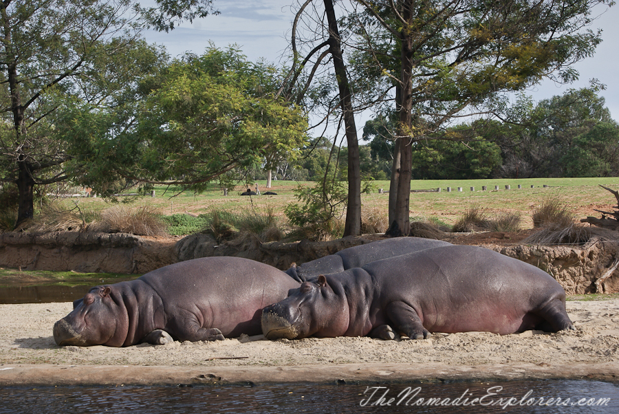 Australia, Victoria, Melbourne, Werribee Open Range Zoo: Lets Go Safari, , 