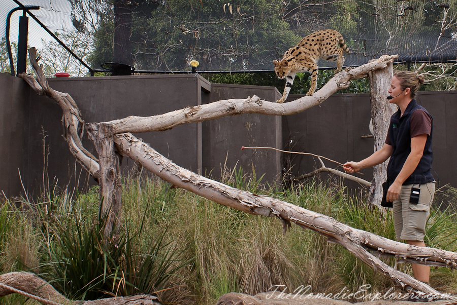 Australia, Victoria, Melbourne, Werribee Open Range Zoo: Lets Go Safari, , 