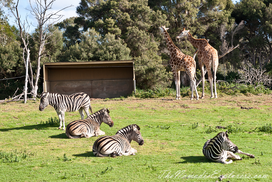 Australia, Victoria, Melbourne, Werribee Open Range Zoo: Lets Go Safari, , 