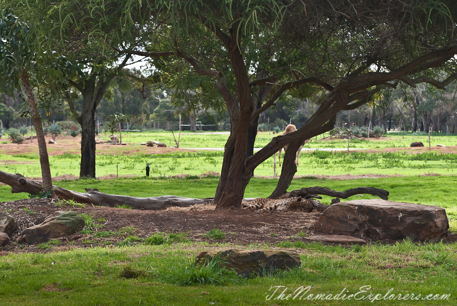 Australia, Victoria, Melbourne, Werribee Open Range Zoo: Lets Go Safari, , 