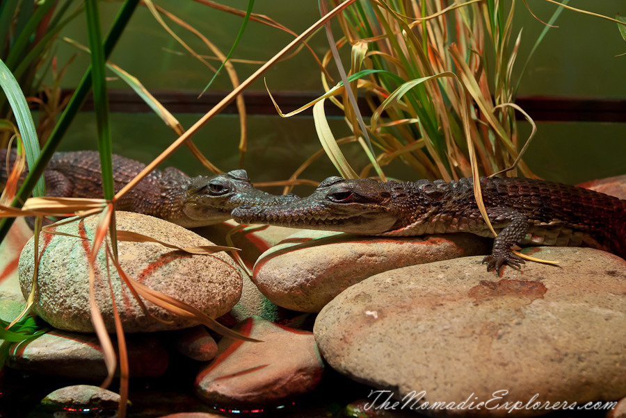 Australia, Victoria, Melbourne, Werribee Open Range Zoo: Lets Go Safari, , 