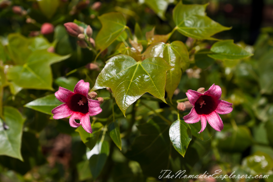 Australia, Victoria, Melbourne, St Kilda Botanical Gardens, , 