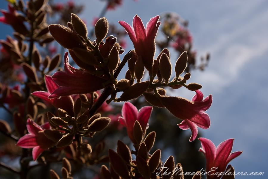 Australia, Victoria, Melbourne, St Kilda Botanical Gardens, , 