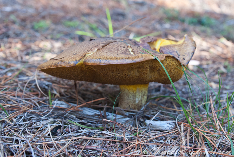 Australia, Victoria, Mornington Peninsula, Mushroom Picking on the Mornington Peninsula, , 