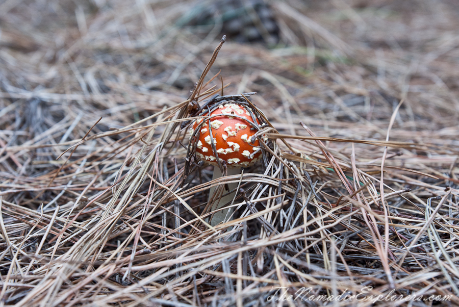 Australia, Victoria, Mornington Peninsula, Mushroom Picking on the Mornington Peninsula, , 