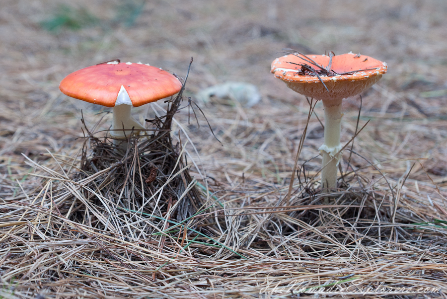 Australia, Victoria, Mornington Peninsula, Mushroom Picking on the Mornington Peninsula, , 