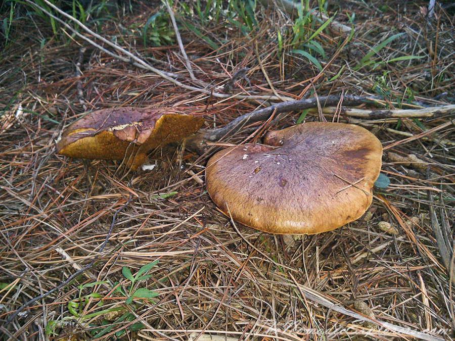 Australia, Victoria, Mornington Peninsula, Mushroom Picking on the Mornington Peninsula, , 