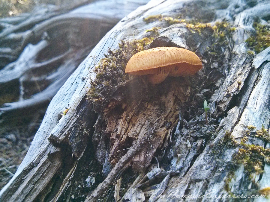 Australia, Victoria, Mornington Peninsula, Mushroom Picking on the Mornington Peninsula, , 