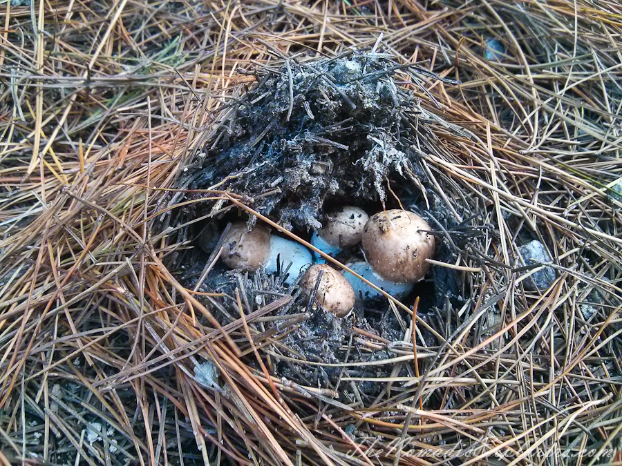 Australia, Victoria, Mornington Peninsula, Mushroom Picking on the Mornington Peninsula, , 