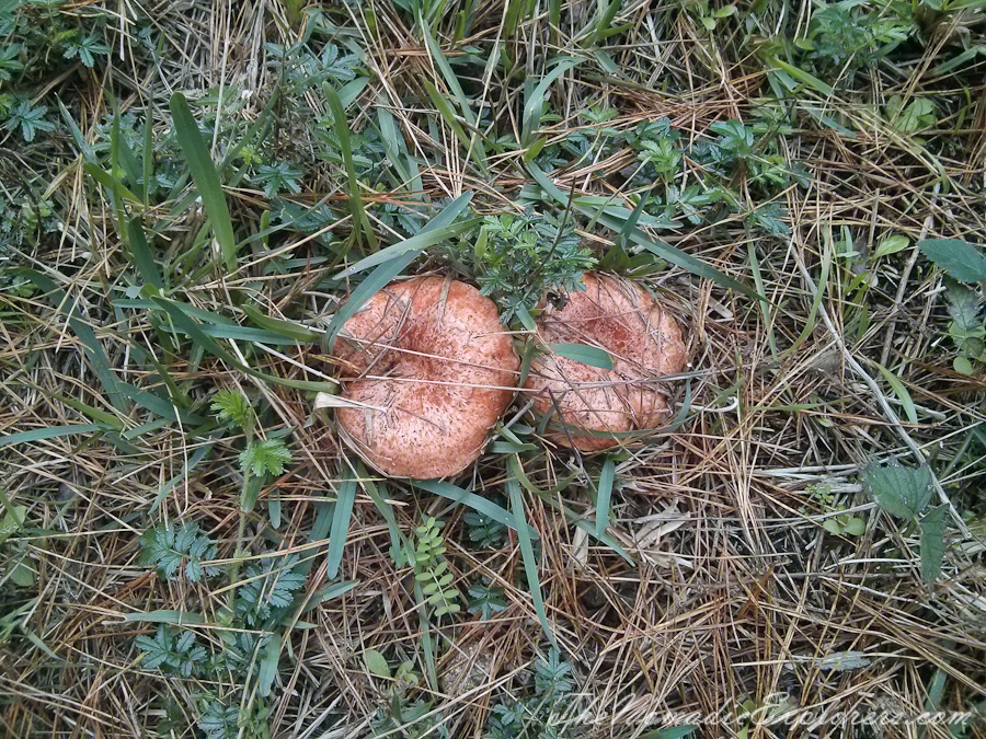 Australia, Victoria, Mornington Peninsula, Mushroom Picking on the Mornington Peninsula, , 