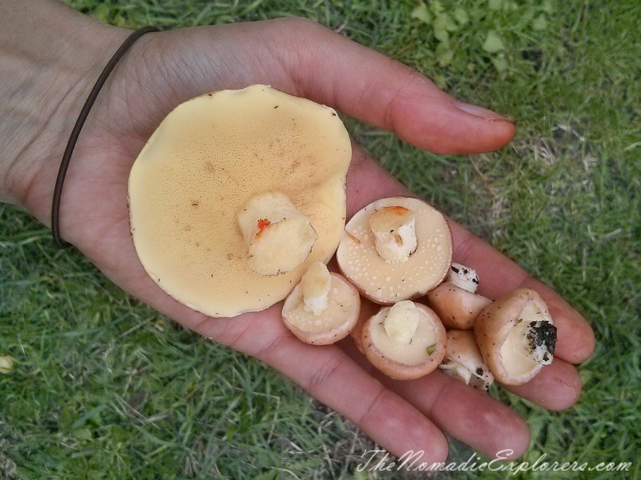 Australia, Victoria, Mornington Peninsula, Mushroom Picking on the Mornington Peninsula, , 