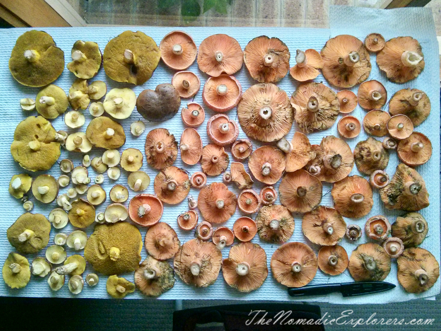 Australia, Victoria, Mornington Peninsula, Mushroom Picking on the Mornington Peninsula, , 