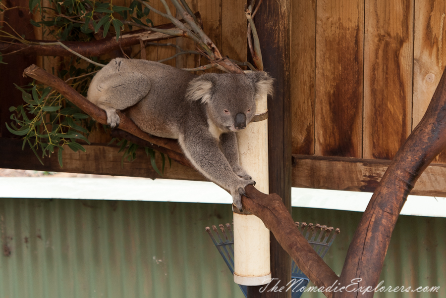 Australia, Victoria, Phillip Island, A day trip to the Phillip Island Wildlife Park, , 