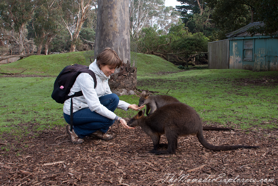 Australia, Victoria, Phillip Island, A day trip to the Phillip Island Wildlife Park, , 