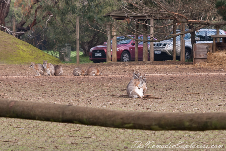 Australia, Victoria, Phillip Island, A day trip to the Phillip Island Wildlife Park, , 