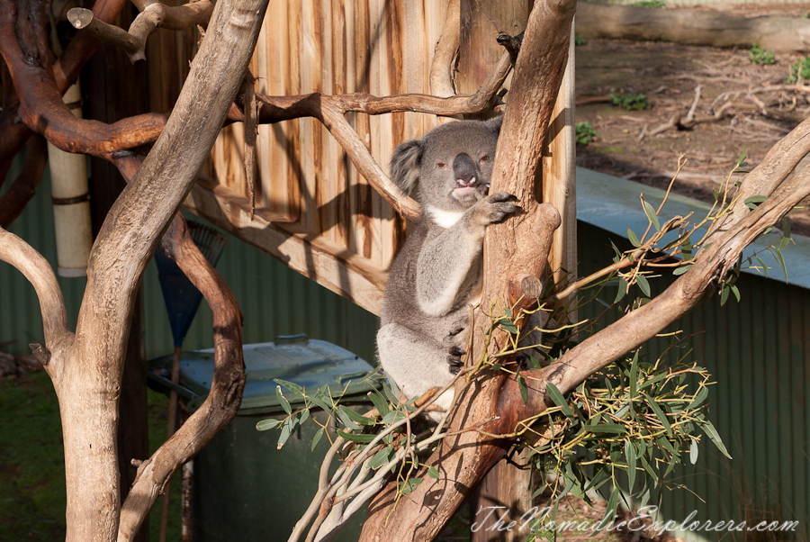 Australia, Victoria, Phillip Island, A day trip to the Phillip Island Wildlife Park, , 