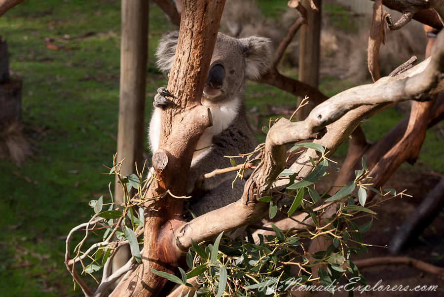 Australia, Victoria, Phillip Island, A day trip to the Phillip Island Wildlife Park, , 