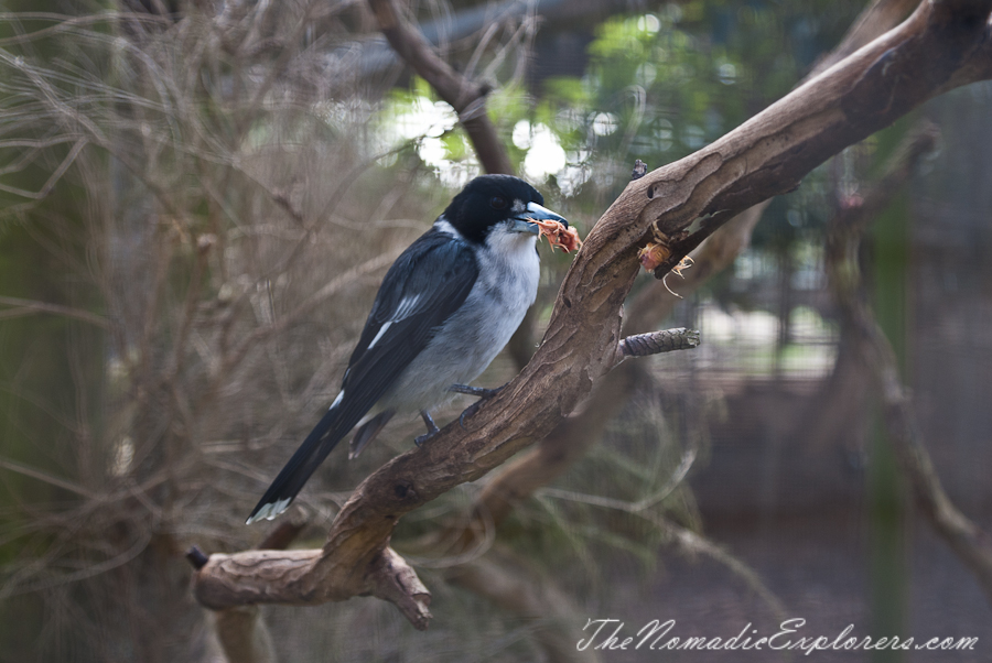 Australia, Victoria, Phillip Island, A day trip to the Phillip Island Wildlife Park, , 