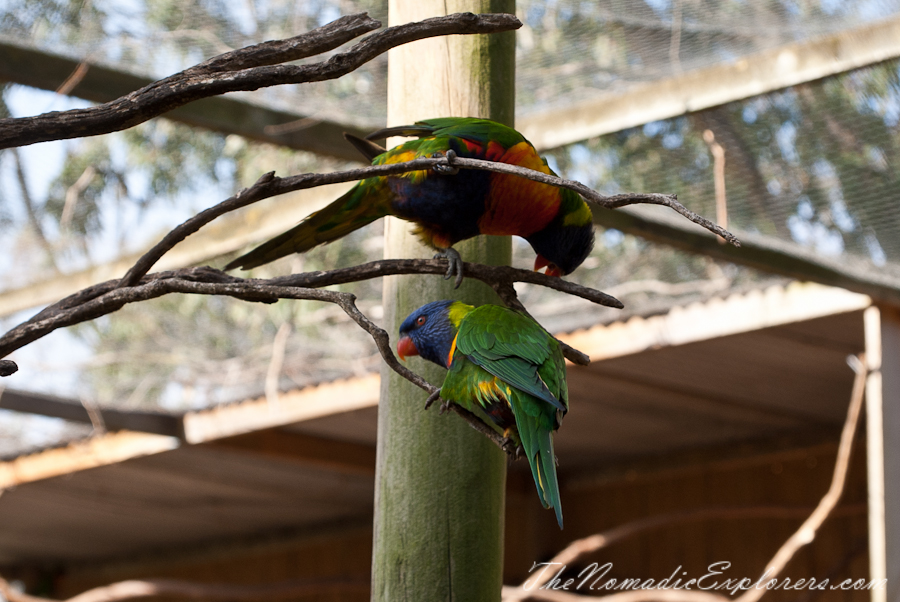 Australia, Victoria, Phillip Island, A day trip to the Phillip Island Wildlife Park, , 