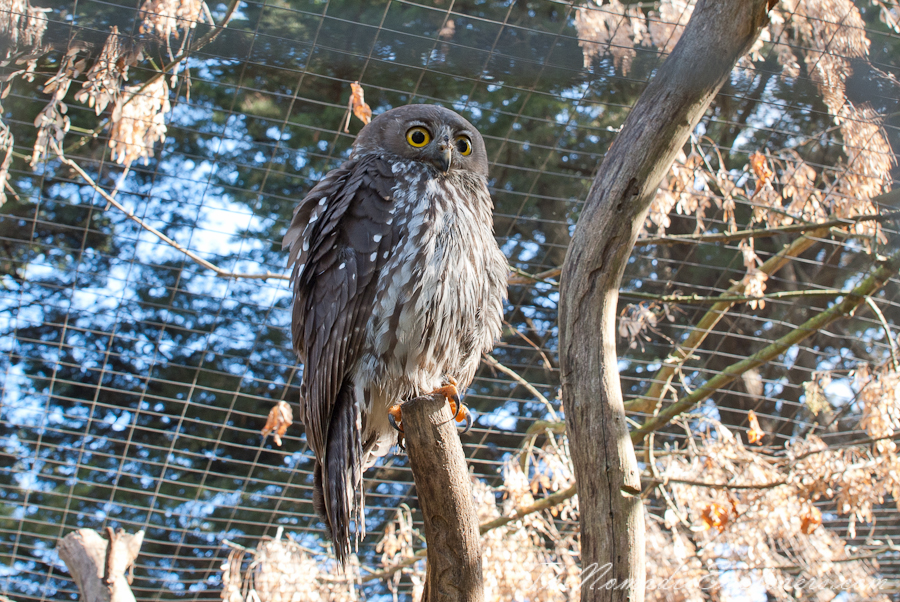 Australia, Victoria, Phillip Island, A day trip to the Phillip Island Wildlife Park, , 