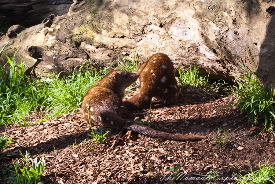 Australia, Victoria, Phillip Island, A day trip to the Phillip Island Wildlife Park, , 