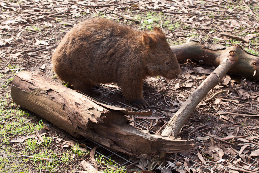 Australia, Victoria, Phillip Island, A day trip to the Phillip Island Wildlife Park, , 