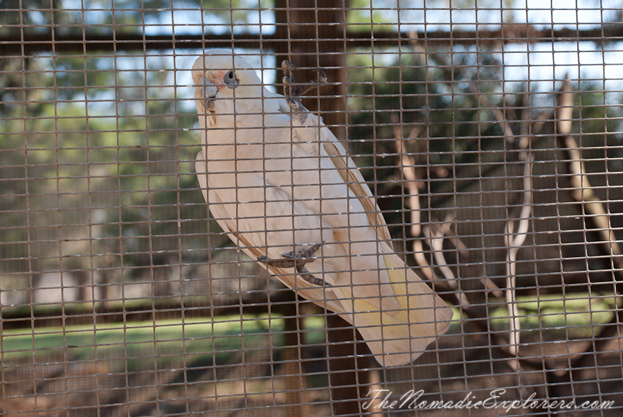 Australia, Victoria, Phillip Island, A day trip to the Phillip Island Wildlife Park, , 