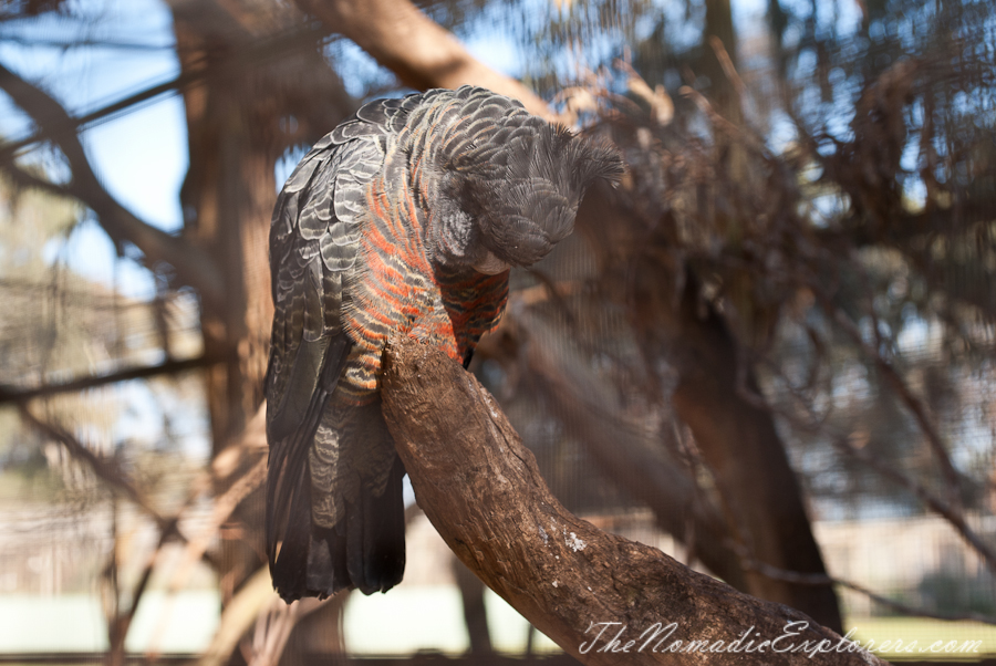 Australia, Victoria, Phillip Island, A day trip to the Phillip Island Wildlife Park, , 