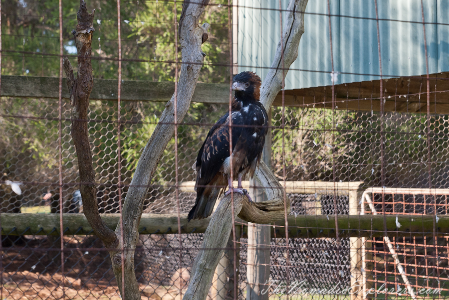 Australia, Victoria, Phillip Island, A day trip to the Phillip Island Wildlife Park, , 