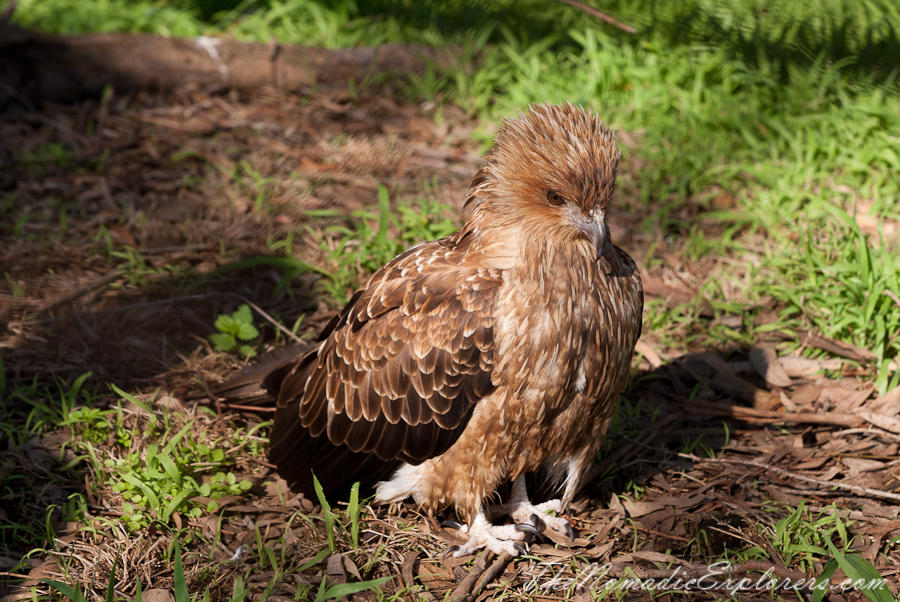 Australia, Victoria, Phillip Island, A day trip to the Phillip Island Wildlife Park, , 