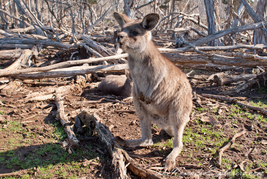 Australia, Victoria, Phillip Island, A day trip to the Phillip Island Wildlife Park, , 