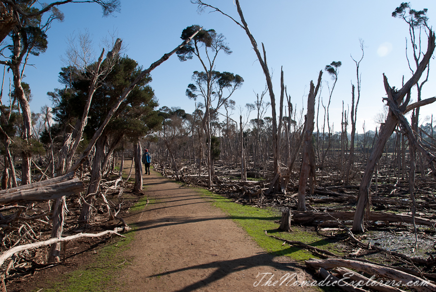 Australia, Victoria, Phillip Island, A day trip to the Phillip Island Wildlife Park, , 