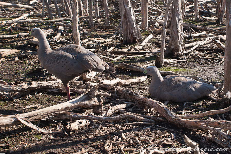 Australia, Victoria, Phillip Island, A day trip to the Phillip Island Wildlife Park, , 