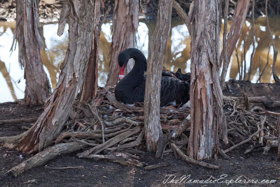 Australia, Victoria, Phillip Island, A day trip to the Phillip Island Wildlife Park, , 