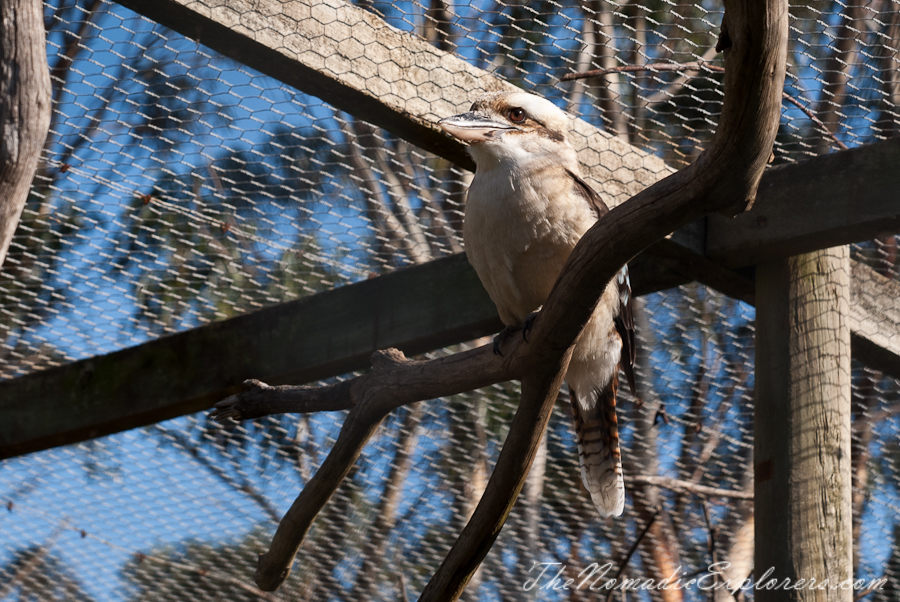 Australia, Victoria, Phillip Island, A day trip to the Phillip Island Wildlife Park, , 